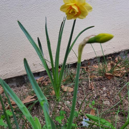 Frühlingsboten