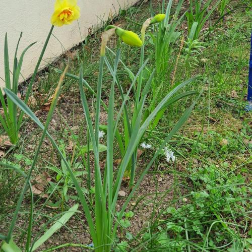 Frühlingsboten