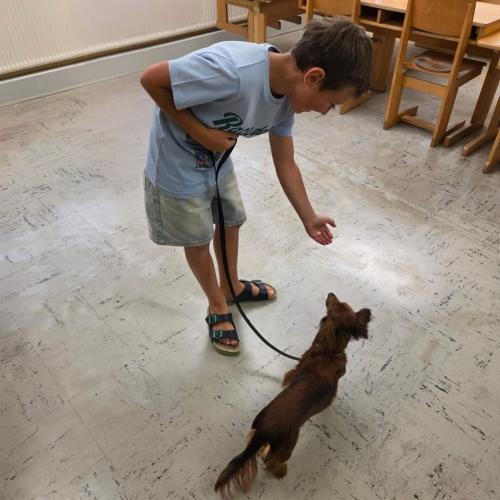 Hundetrainer