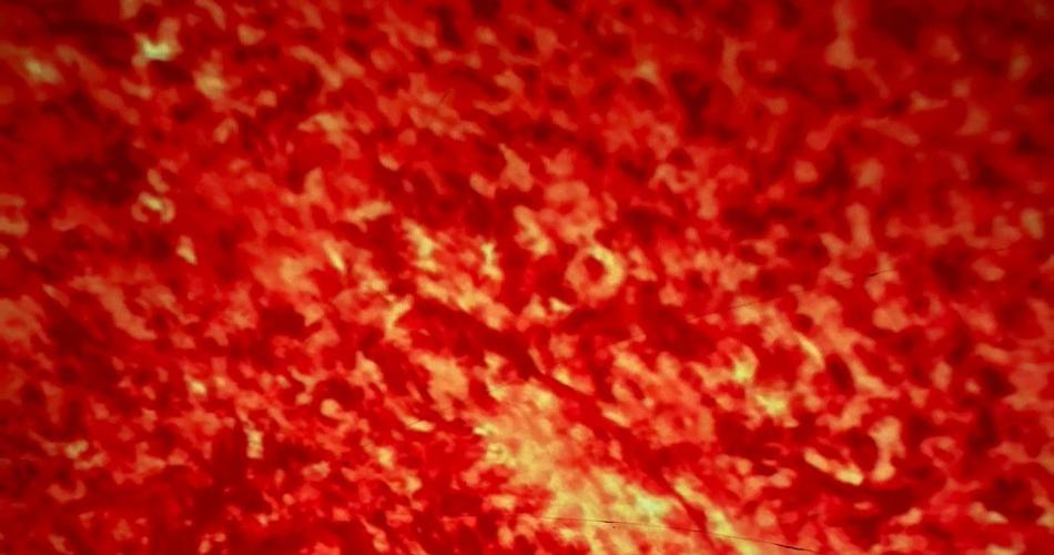 Plaearium