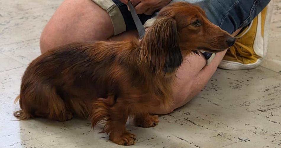 Hundetrainer